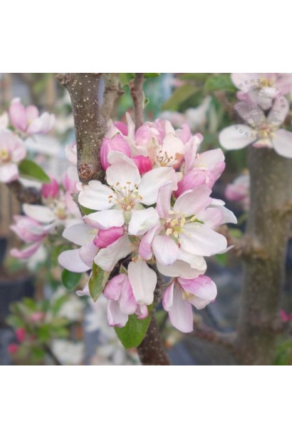Malus columnar Victoria цвітіння